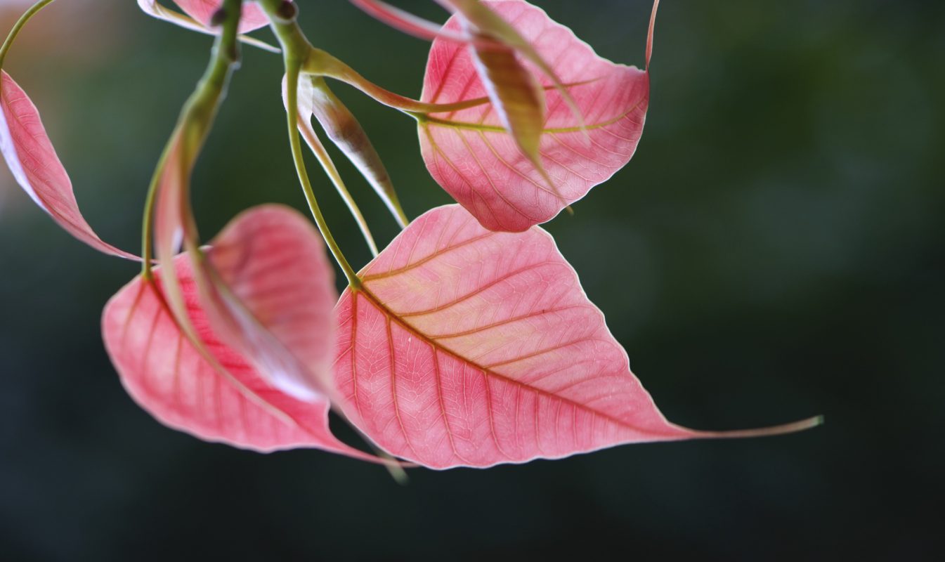 SÁNG MÃI MỘT VẦNG TRĂNG - Cuộc đời và Đạo nghiệp của Tổ thứ 11